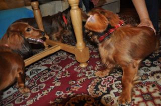 NADIM jamniki Kollapsar